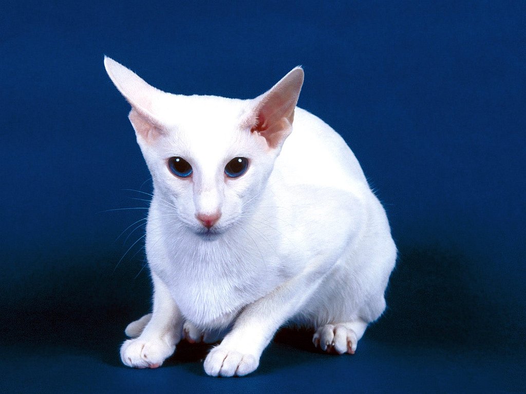 Whitney, Oriental Shorthair